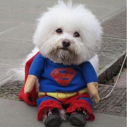 Hundekostüm Pullover Latz Superman